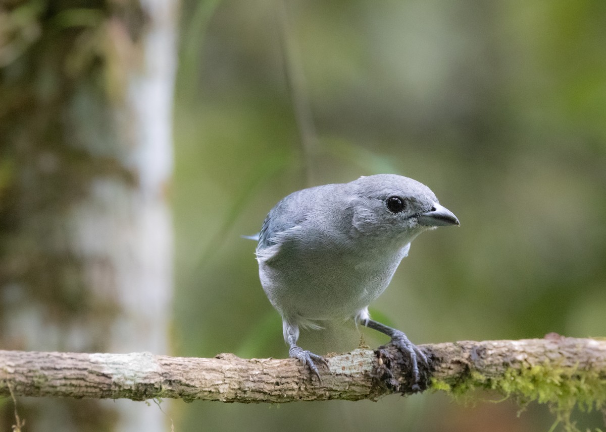 Sayaca Tanager - ML619694726