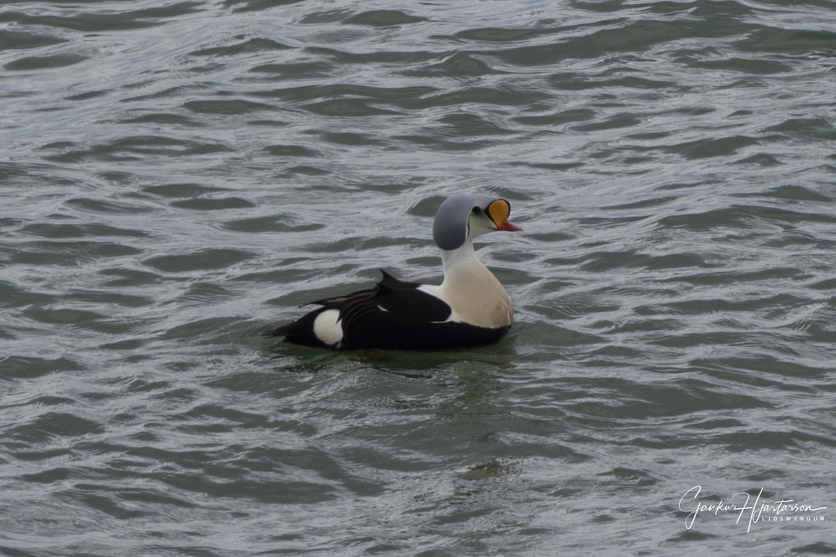 King Eider - Gaukur Hjartarson