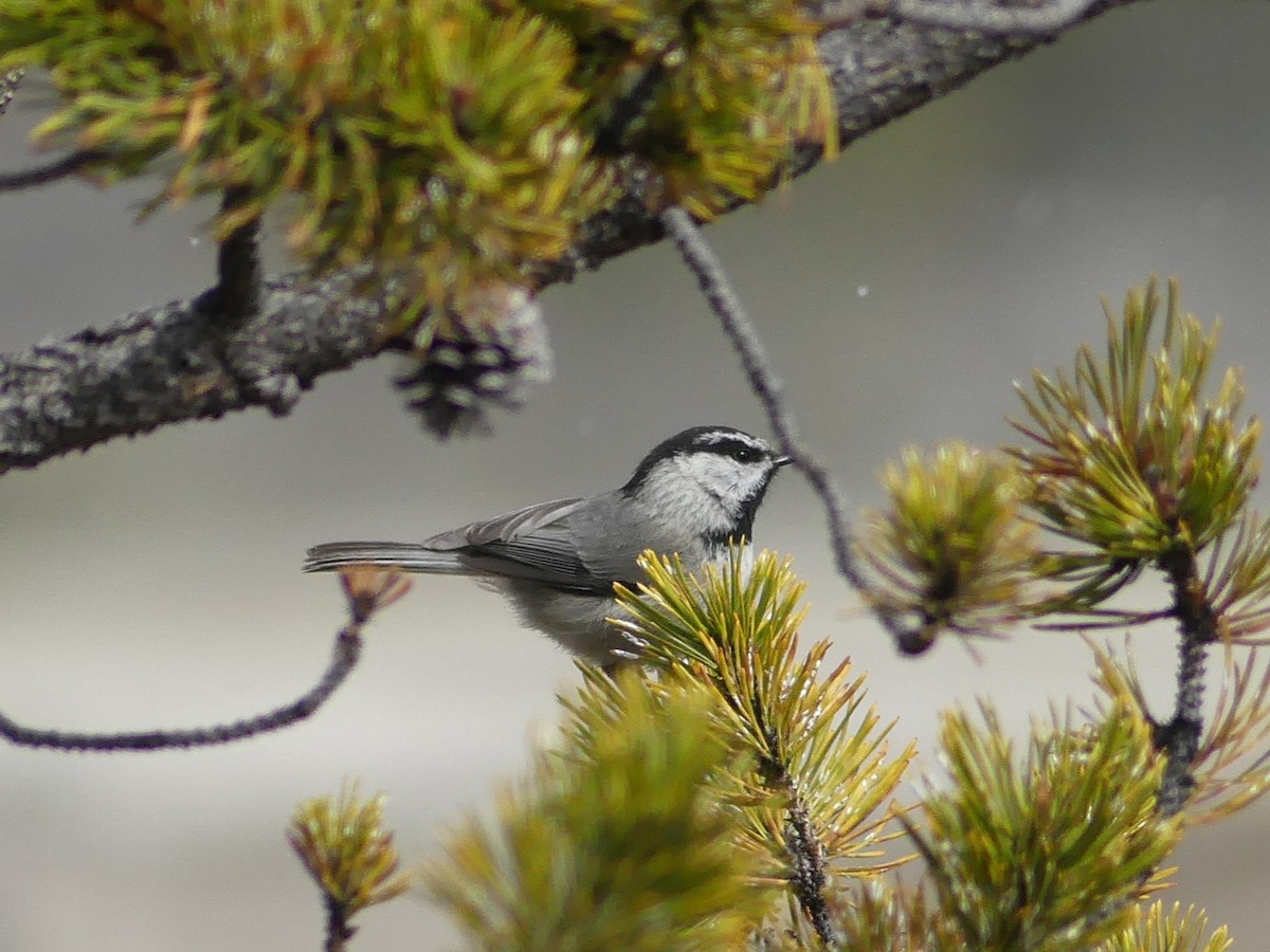 Mésange de Gambel - ML619694799