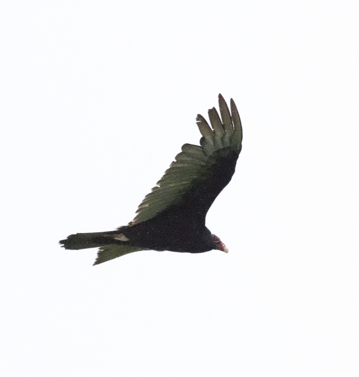Turkey Vulture - ML619694842