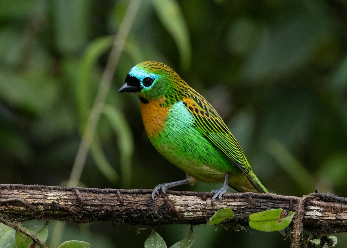 Brassy-breasted Tanager - Silvia Faustino Linhares