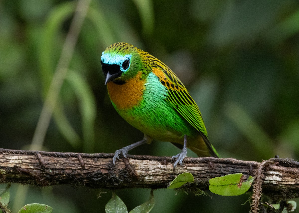 Brassy-breasted Tanager - ML619694850