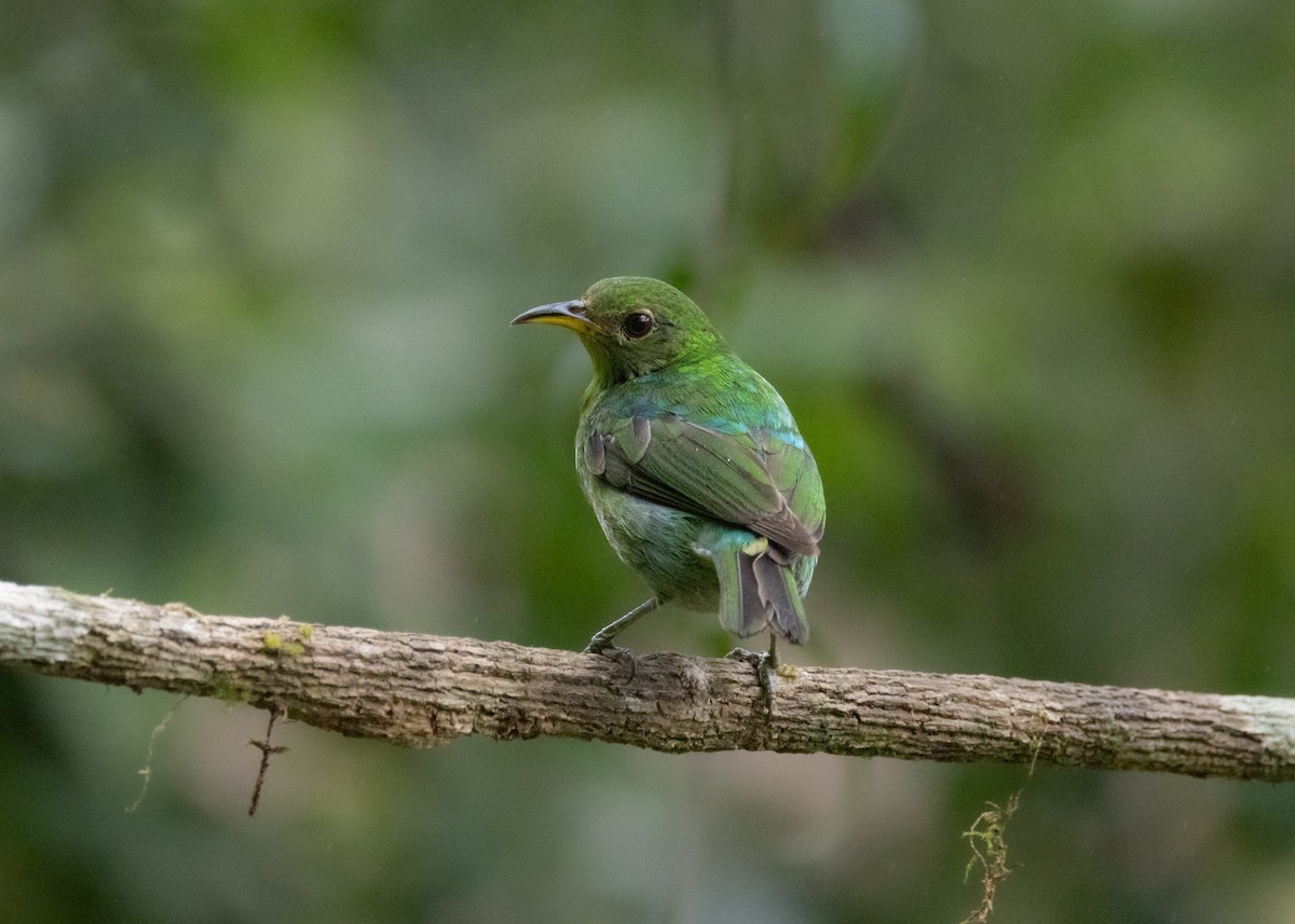 Green Honeycreeper - ML619694919