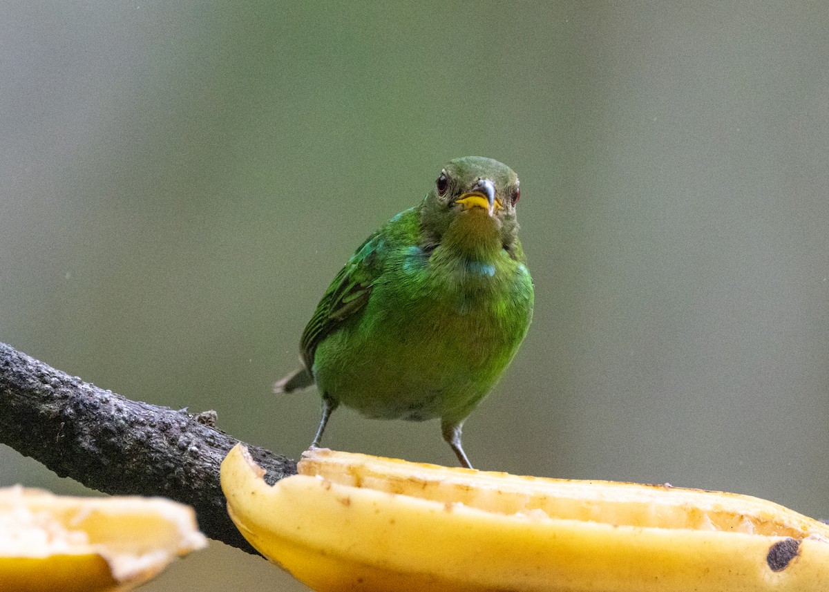 Green Honeycreeper - ML619694920