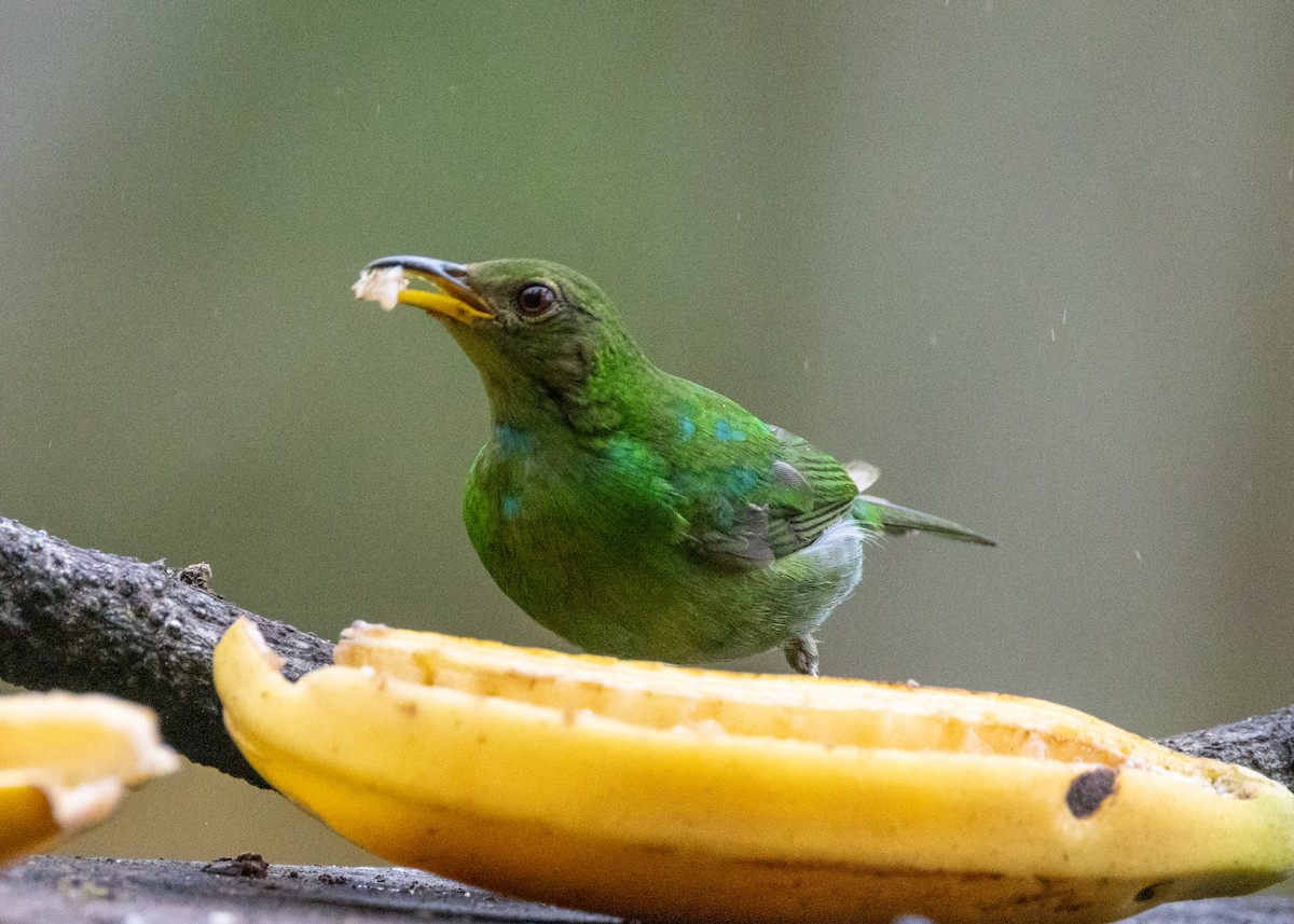 Green Honeycreeper - ML619694921