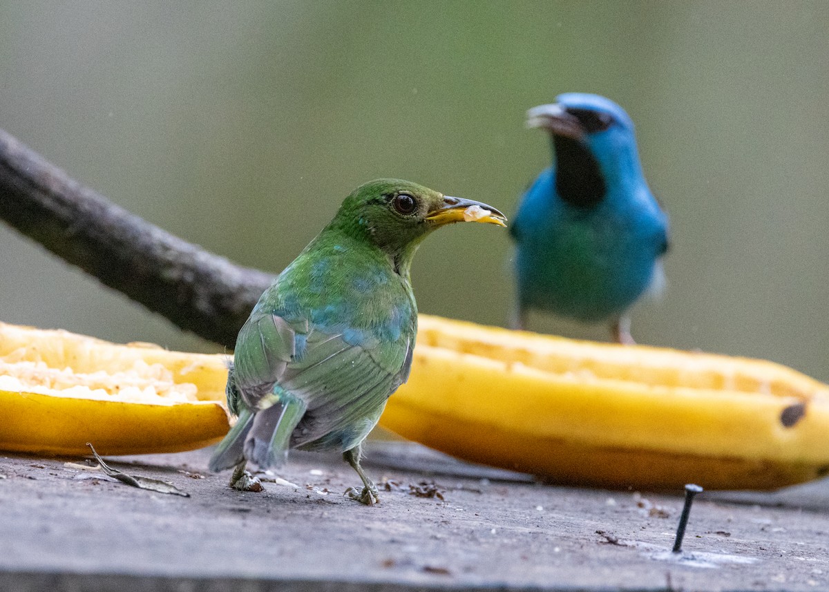 Green Honeycreeper - ML619694922