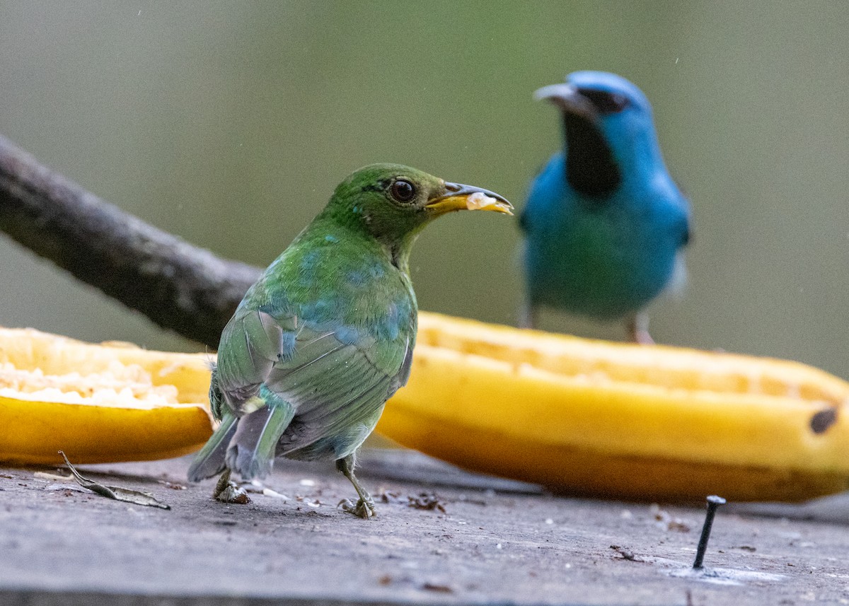 Green Honeycreeper - ML619694923