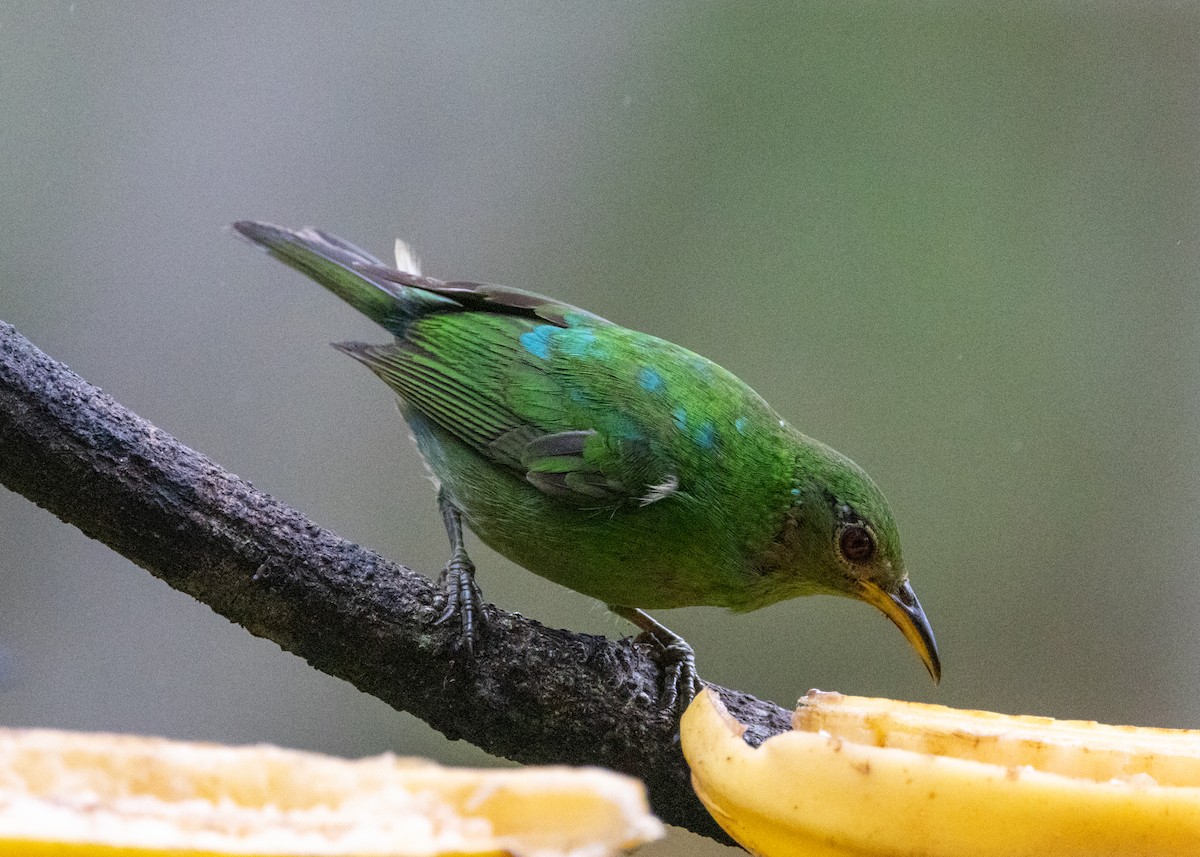 Green Honeycreeper - Silvia Faustino Linhares