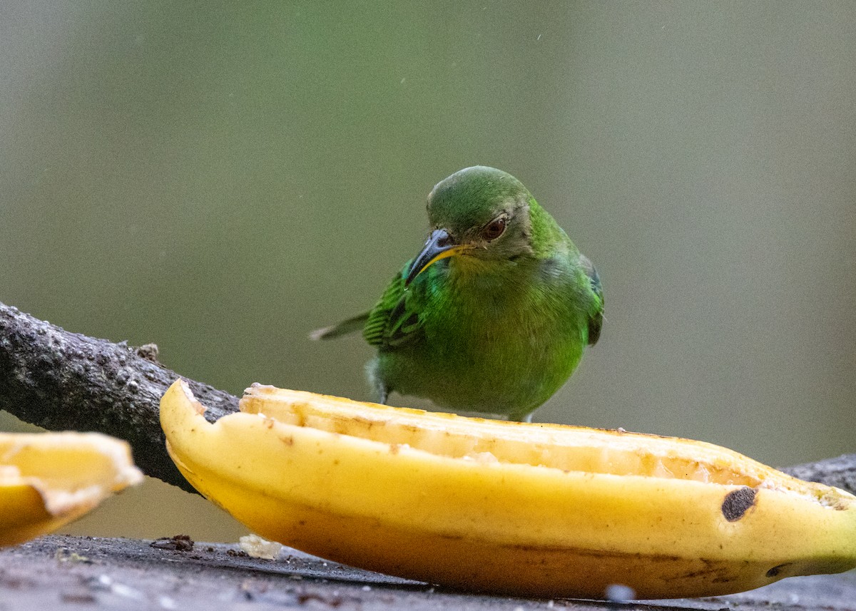 Green Honeycreeper - ML619694926