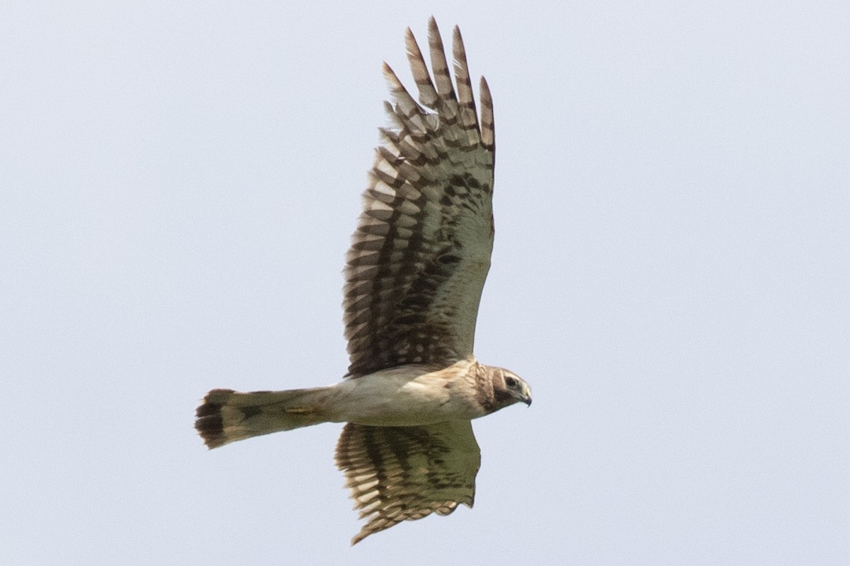 Northern Harrier - ML619694960