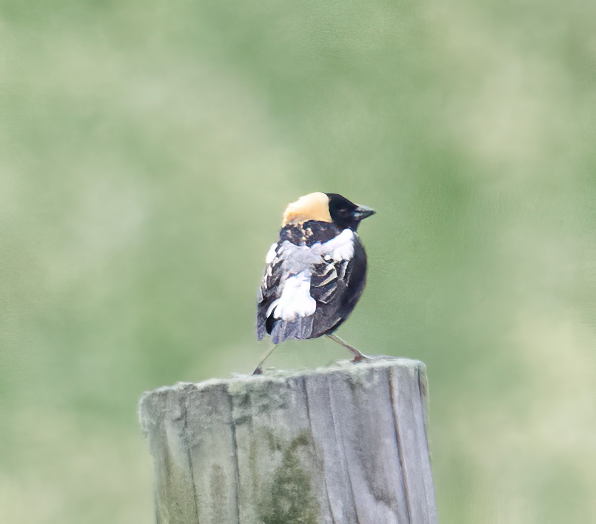 Bobolink - ML619694991