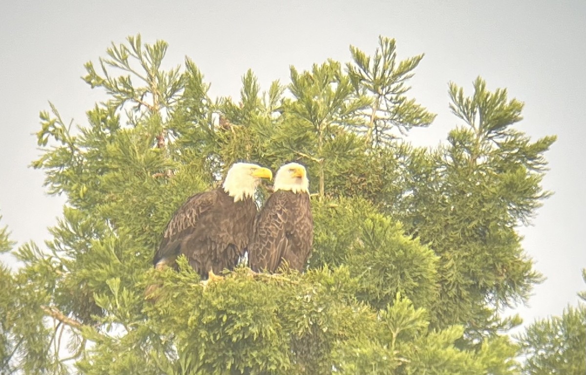 Bald Eagle - ML619695004