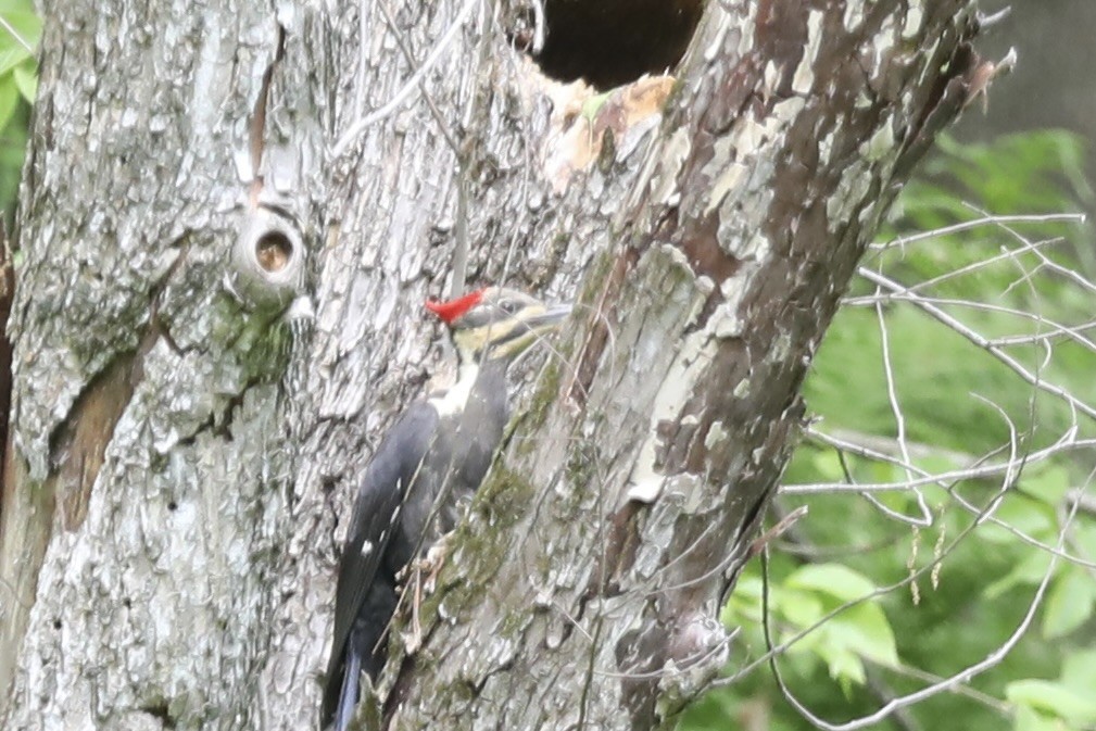 Pileated Woodpecker - ML619695006