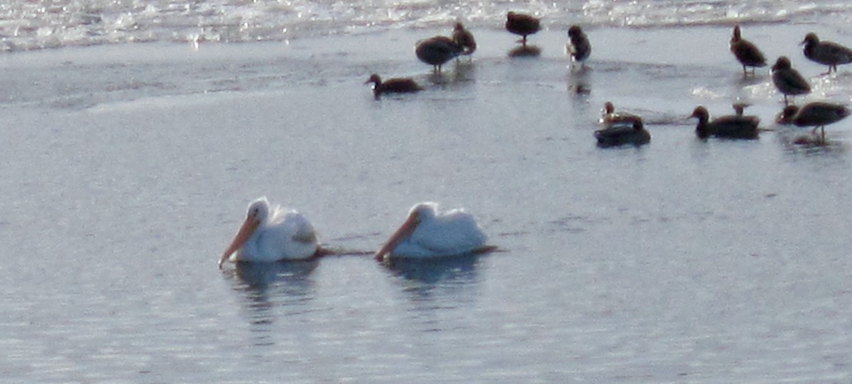 pelikán severoamerický - ML619695089