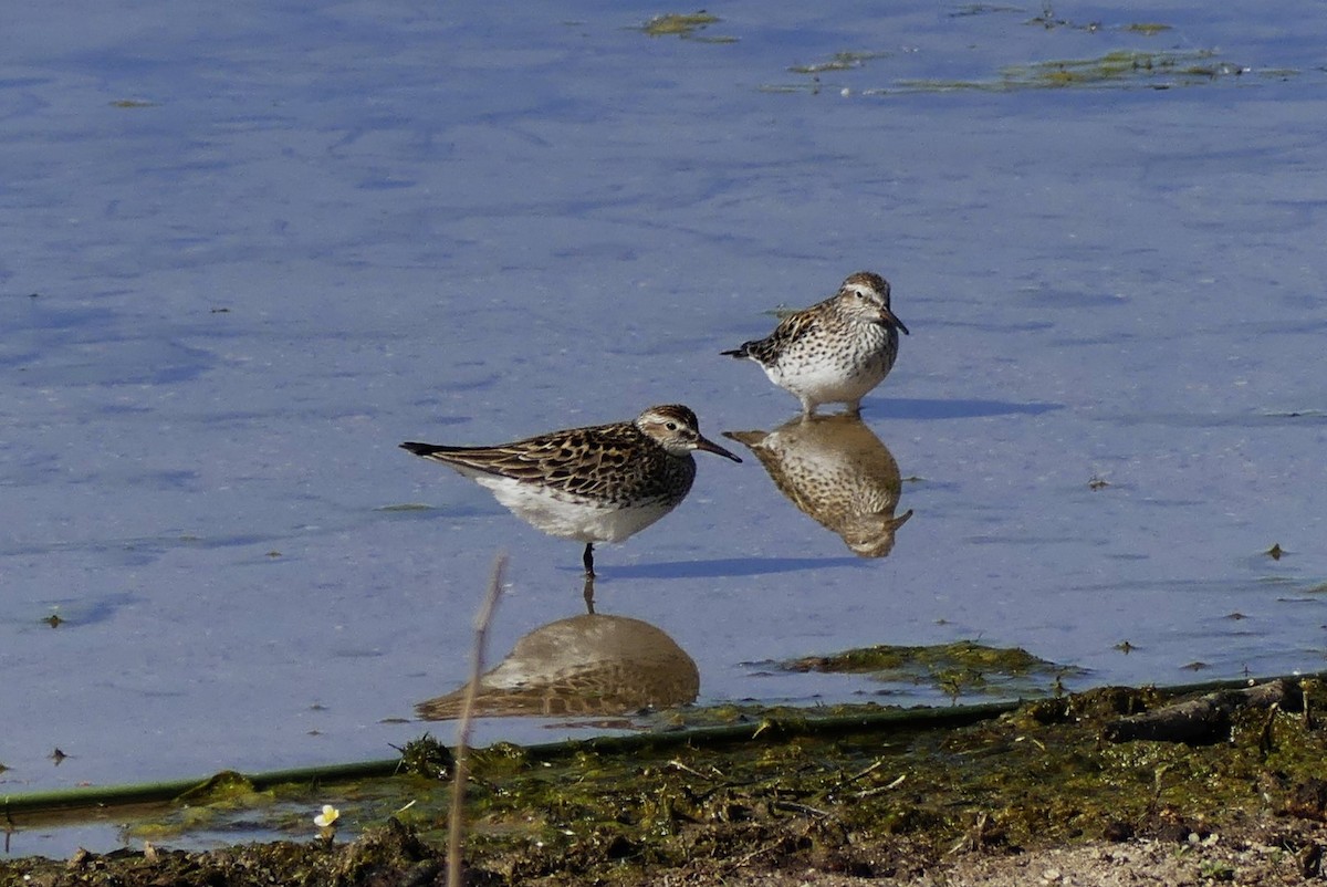 White-rumped Sandpiper - ML619695091