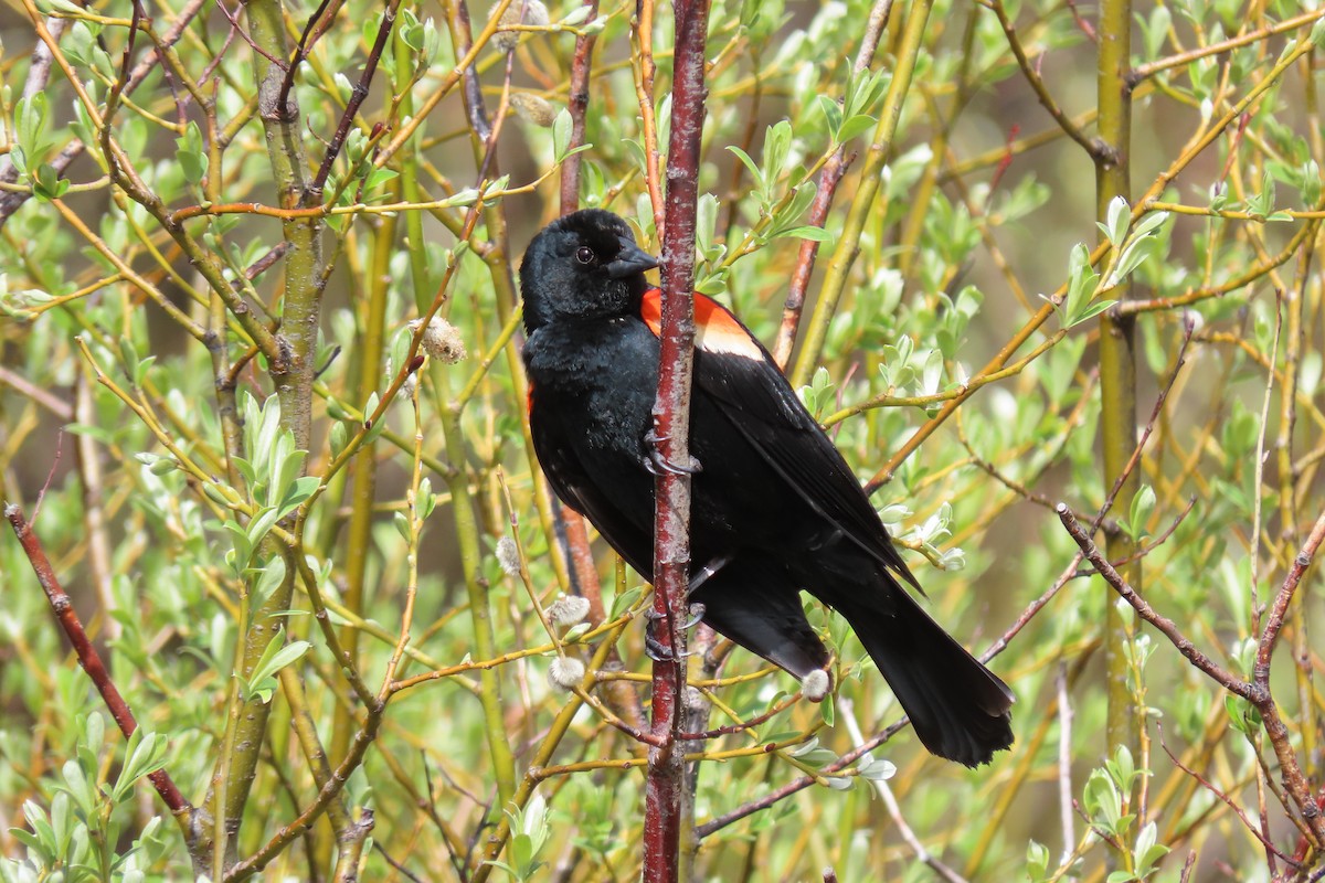 Red-winged Blackbird - ML619695097