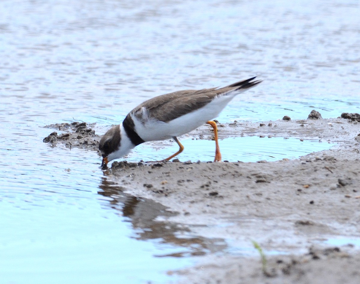 Semipalmated Plover - ML619695109