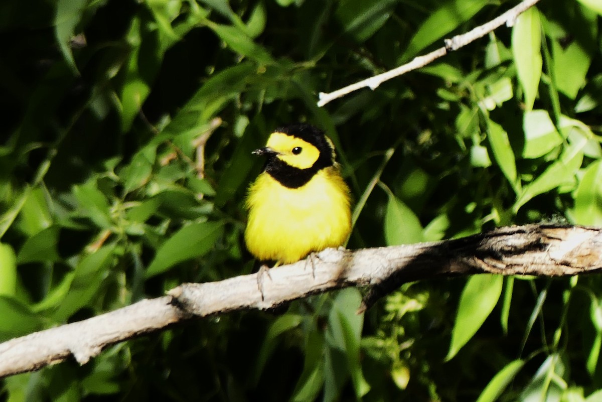 Hooded Warbler - ML619695111