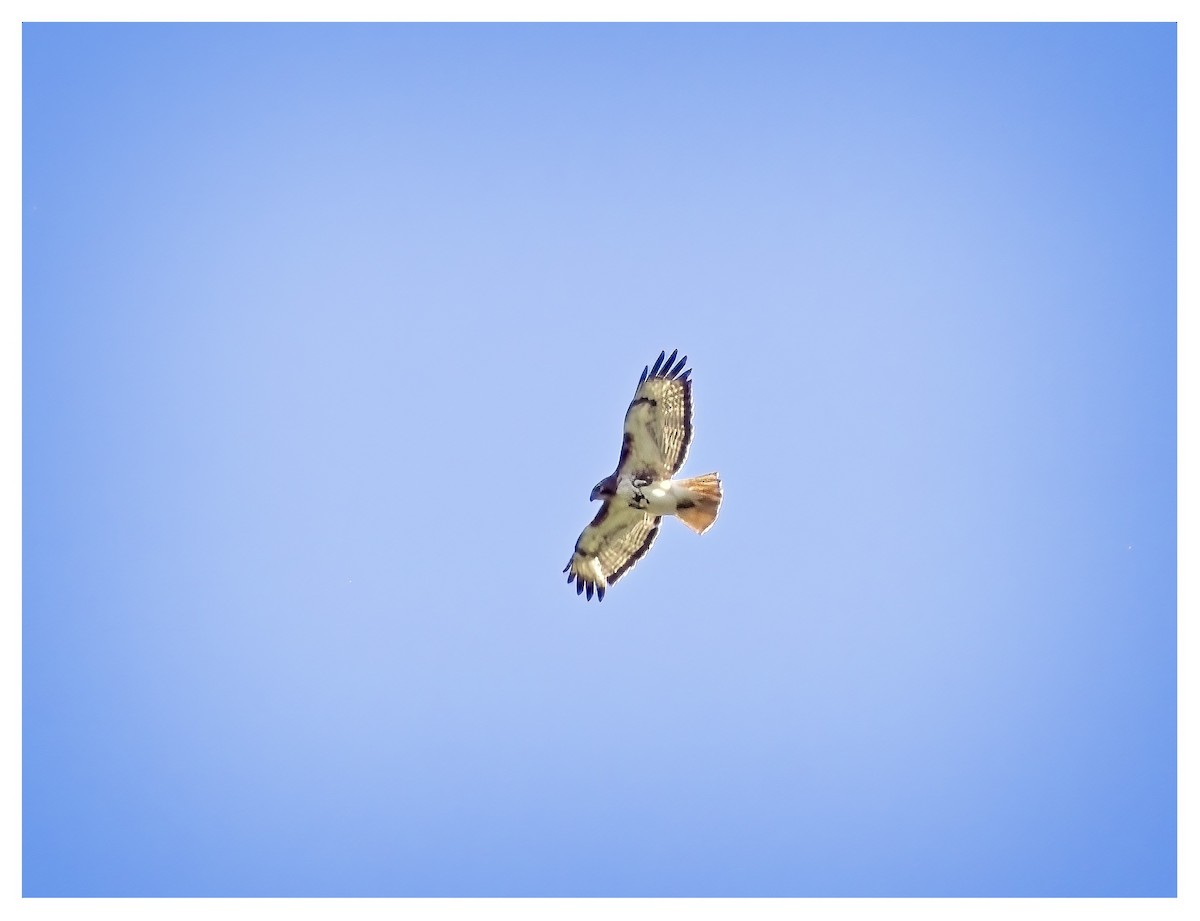 Red-tailed Hawk - Doug Lawson