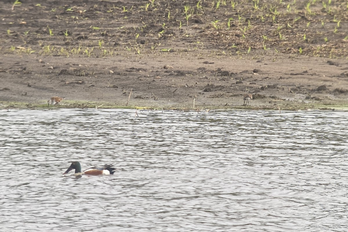 Northern Shoveler - ML619695115