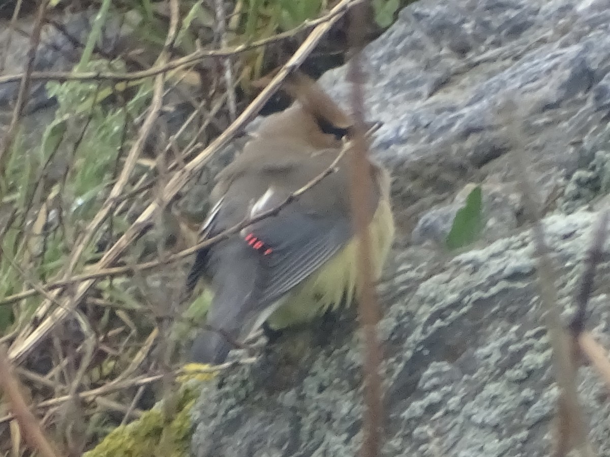 Cedar Waxwing - ML619695116