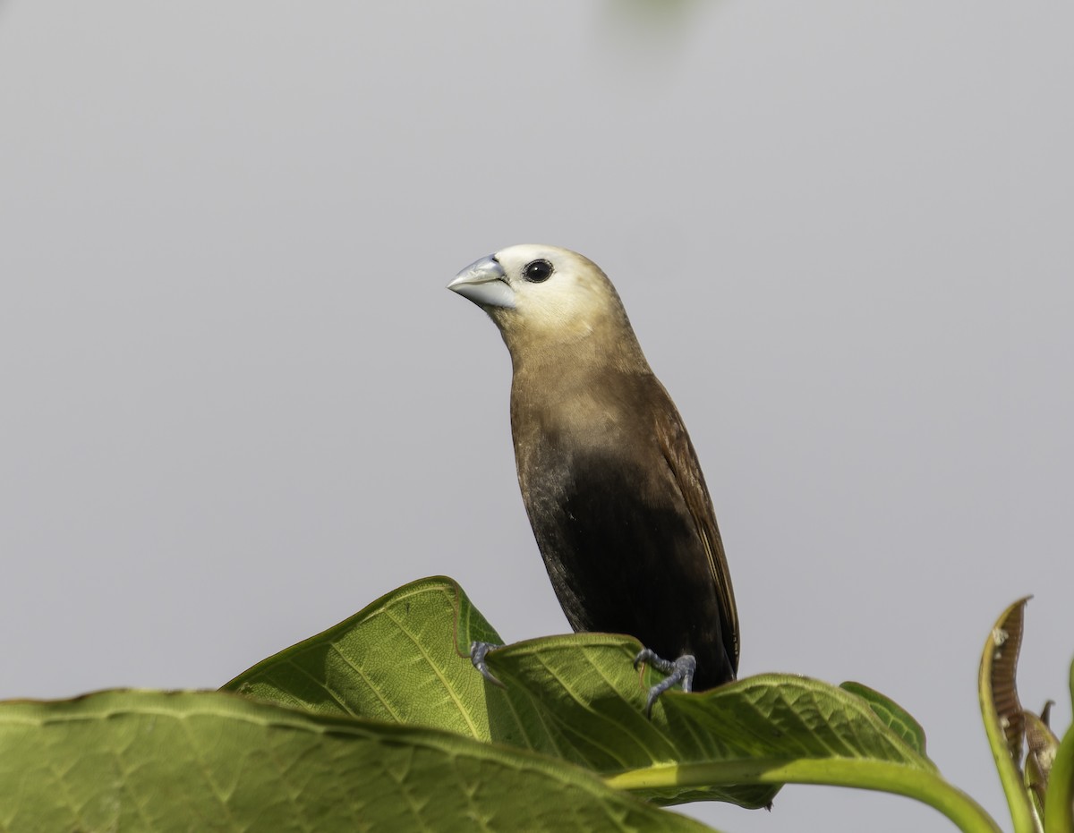 White-headed Munia - ML619695117