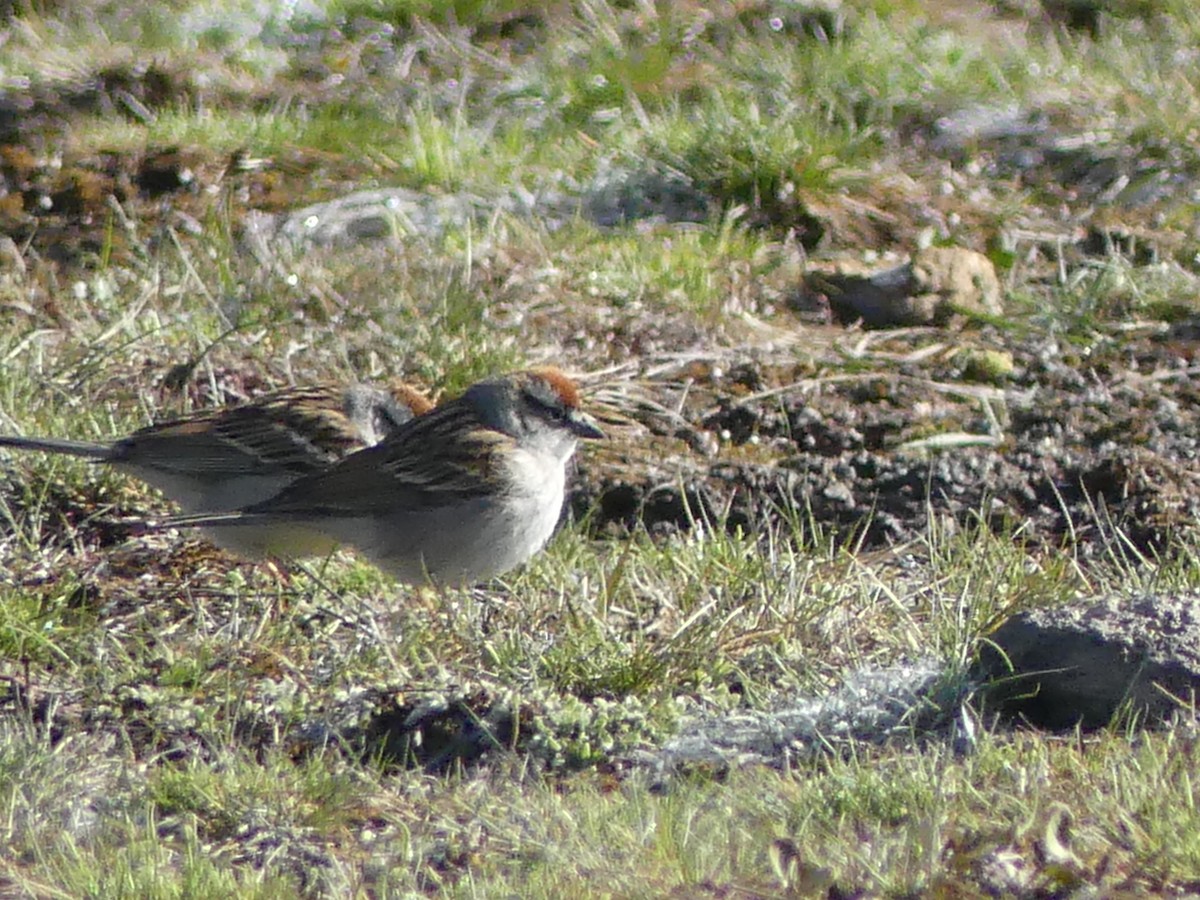 Chipping Sparrow - ML619695120
