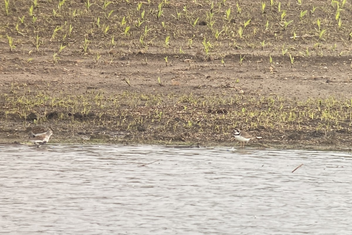 Semipalmated Plover - ML619695121