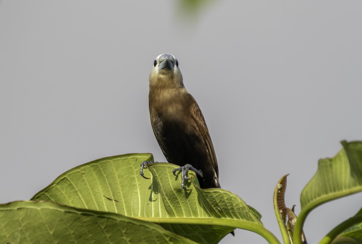 White-headed Munia - ML619695122