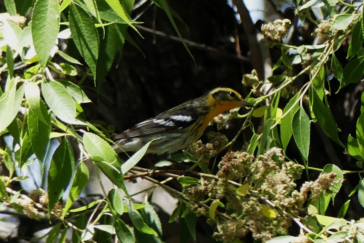 Blackburnian Warbler - ML619695135