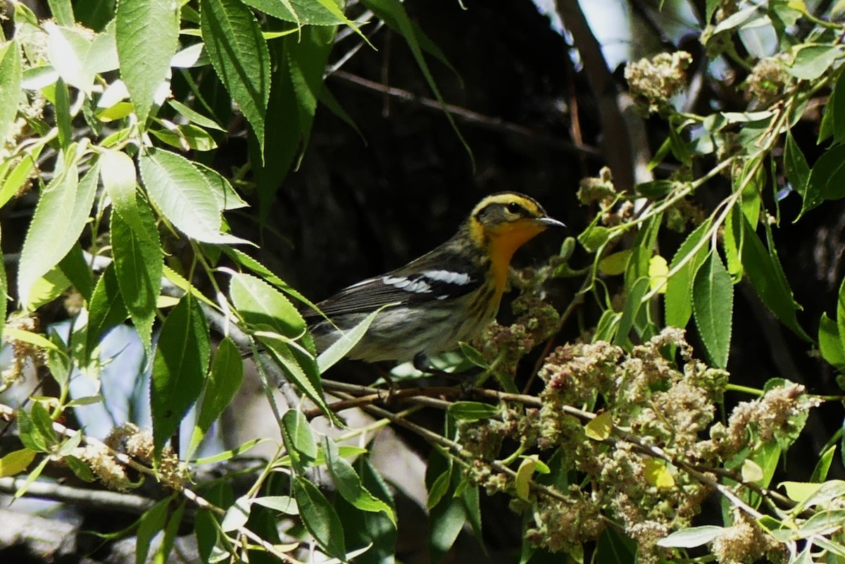 Blackburnian Warbler - ML619695138