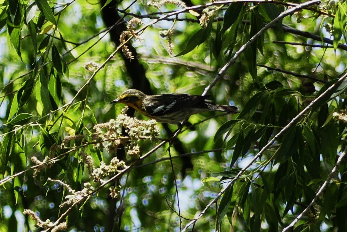 Blackburnian Warbler - ML619695149