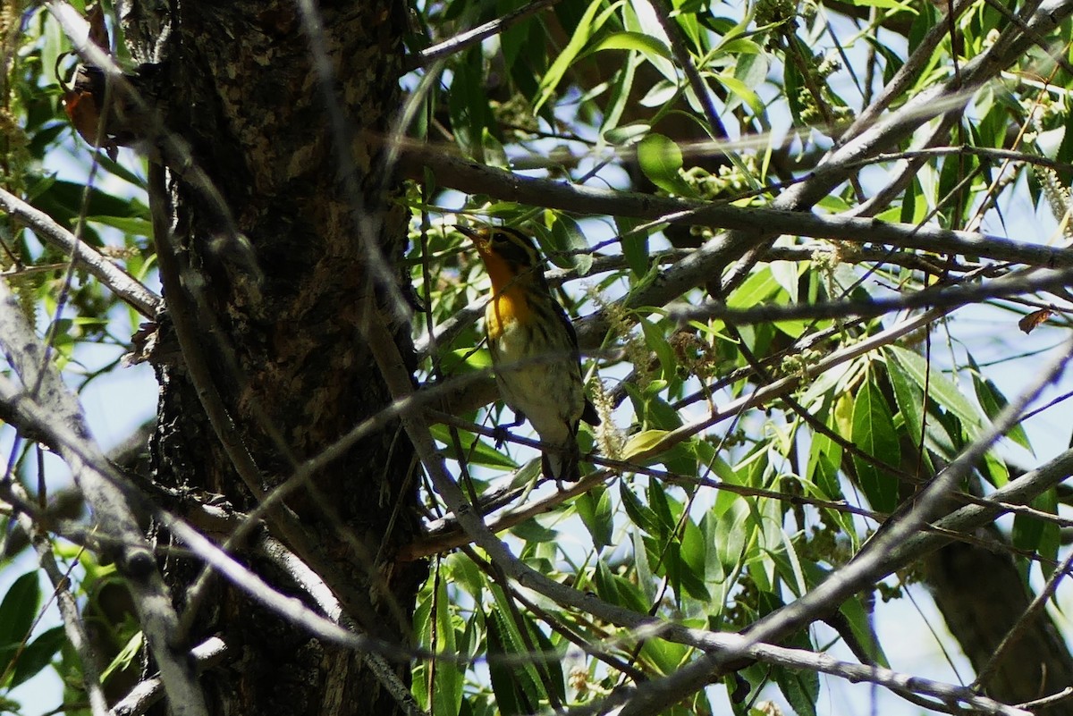 Blackburnian Warbler - ML619695150