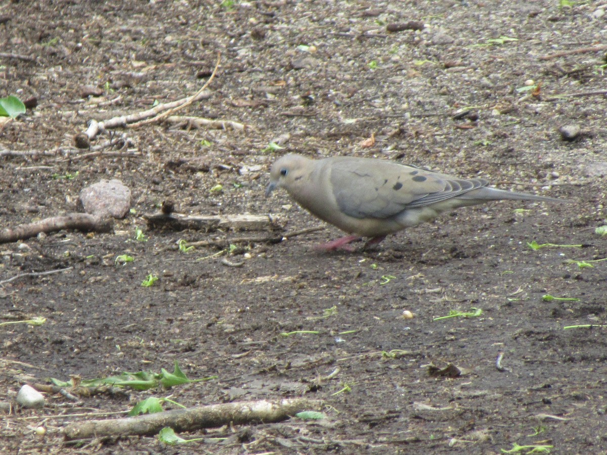 Mourning Dove - ML619695151