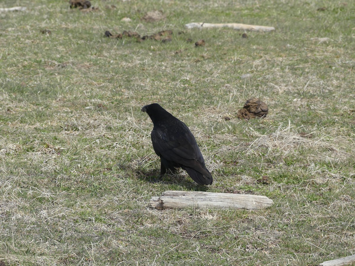 Common Raven - ML619695155