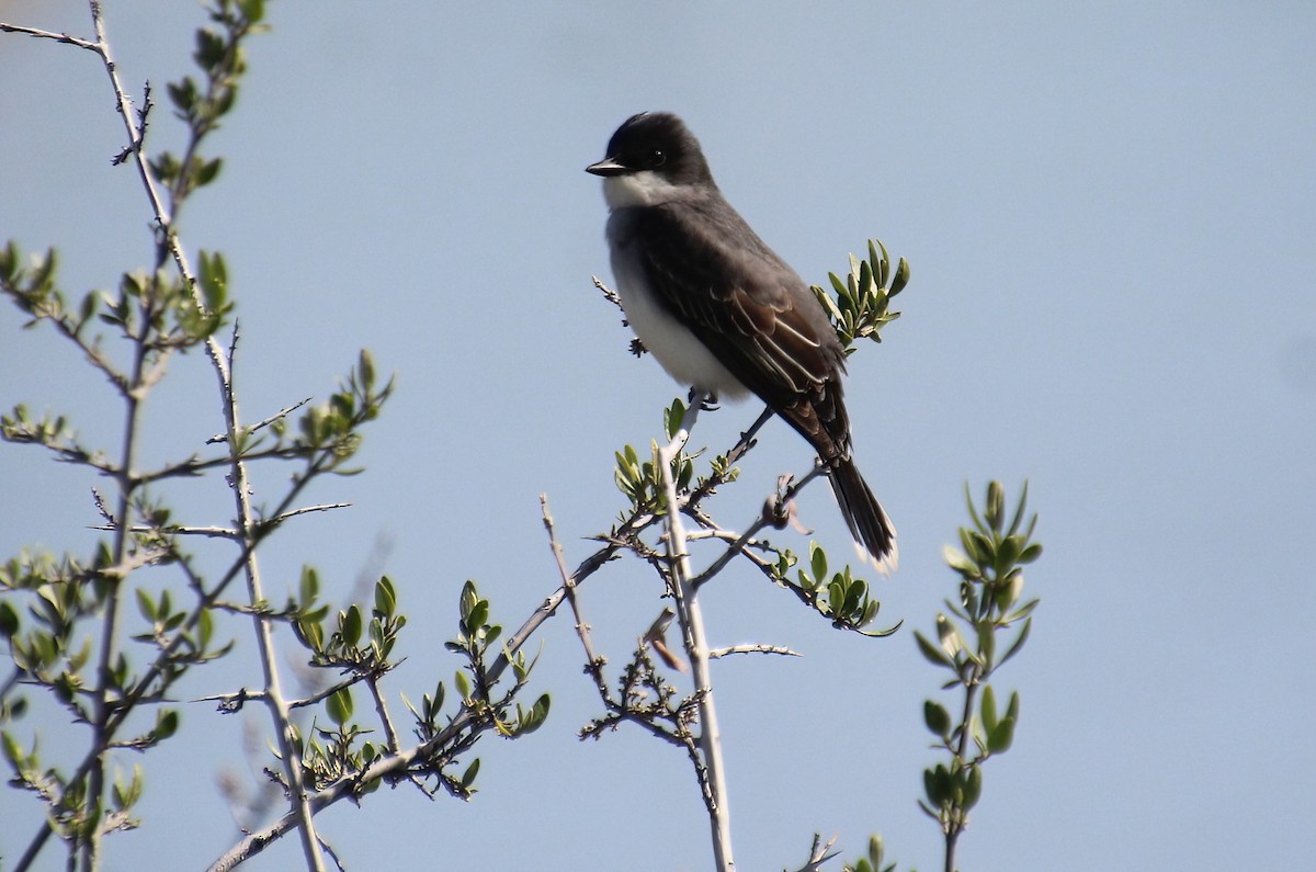 Eastern Kingbird - ML619695162