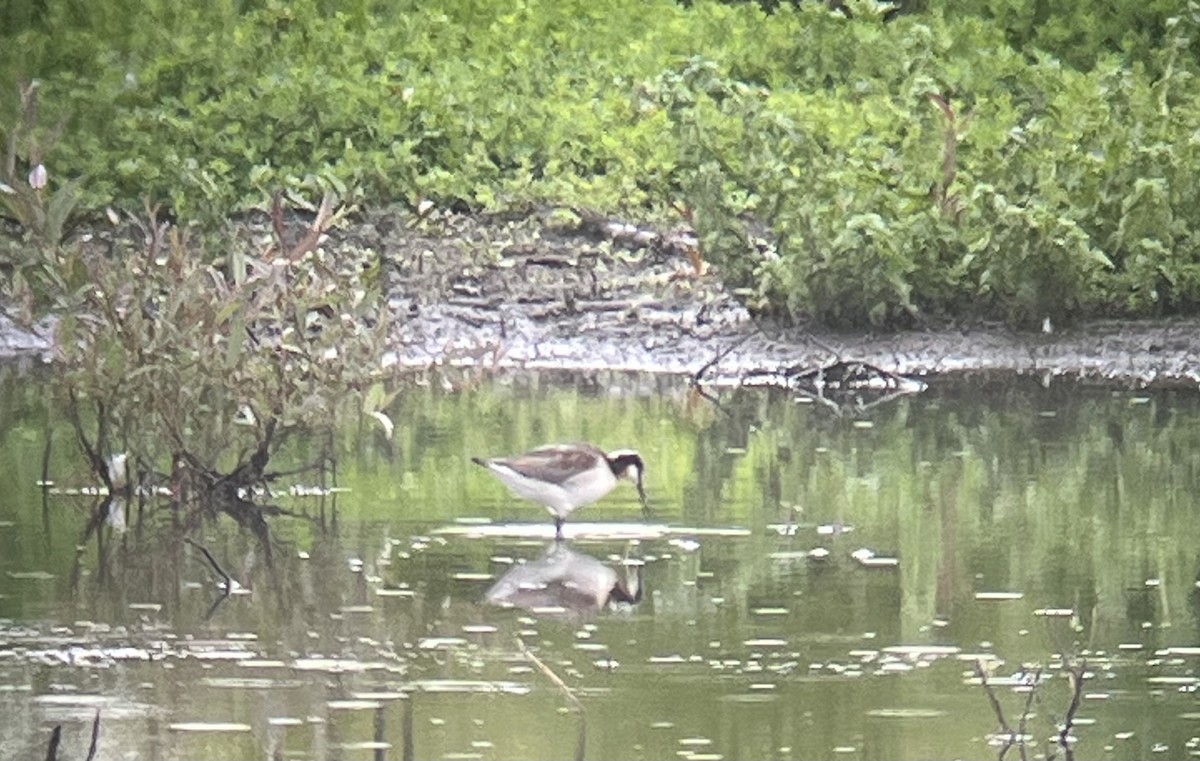 Phalarope de Wilson - ML619695177