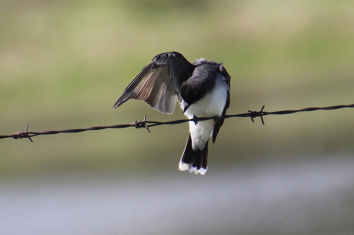 Eastern Kingbird - ML619695187