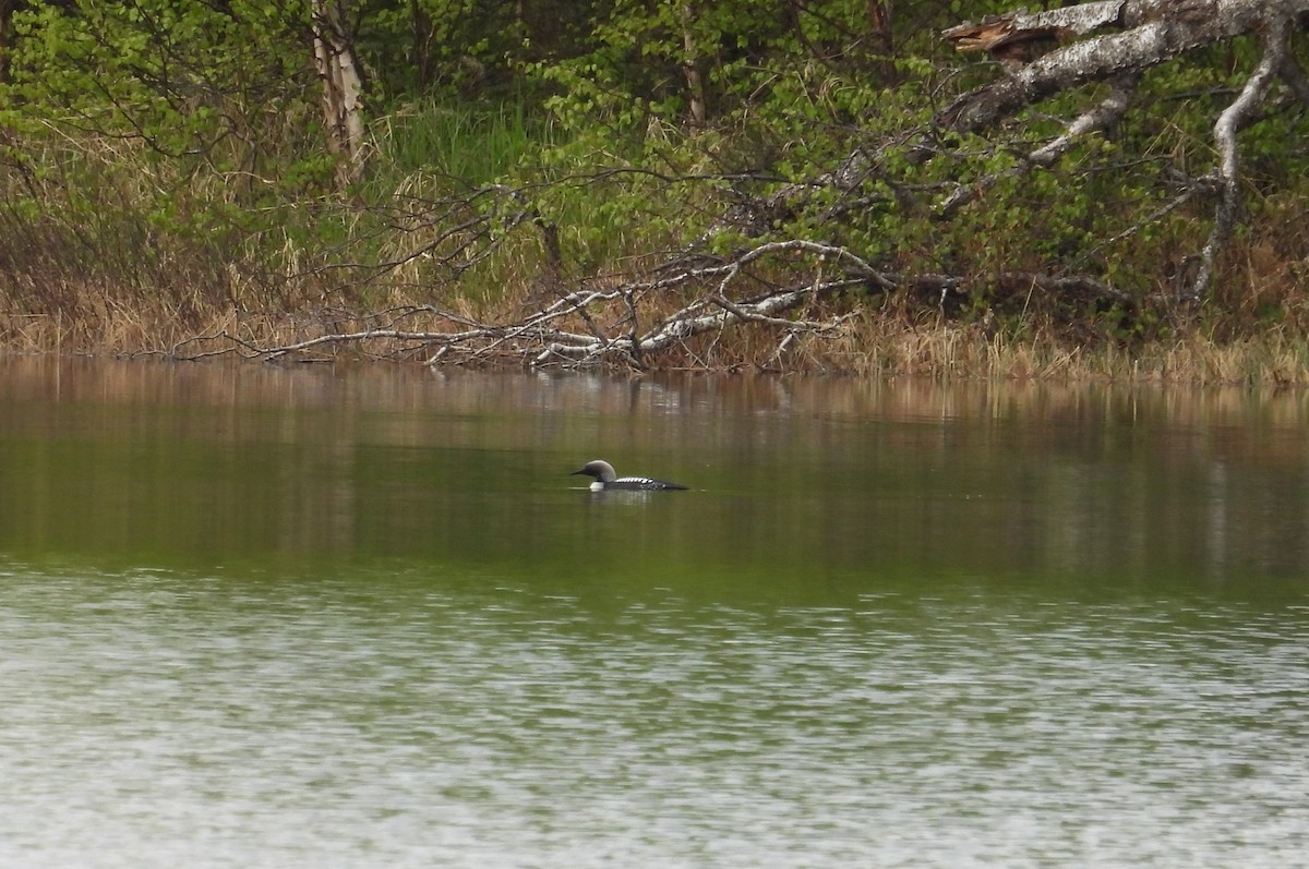 Pacific Loon - ML619695195