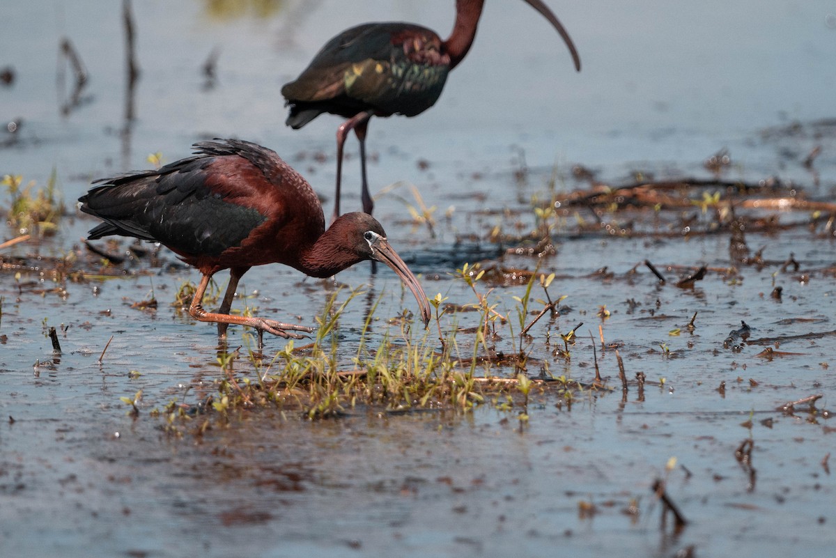 Glossy Ibis - ML619695223
