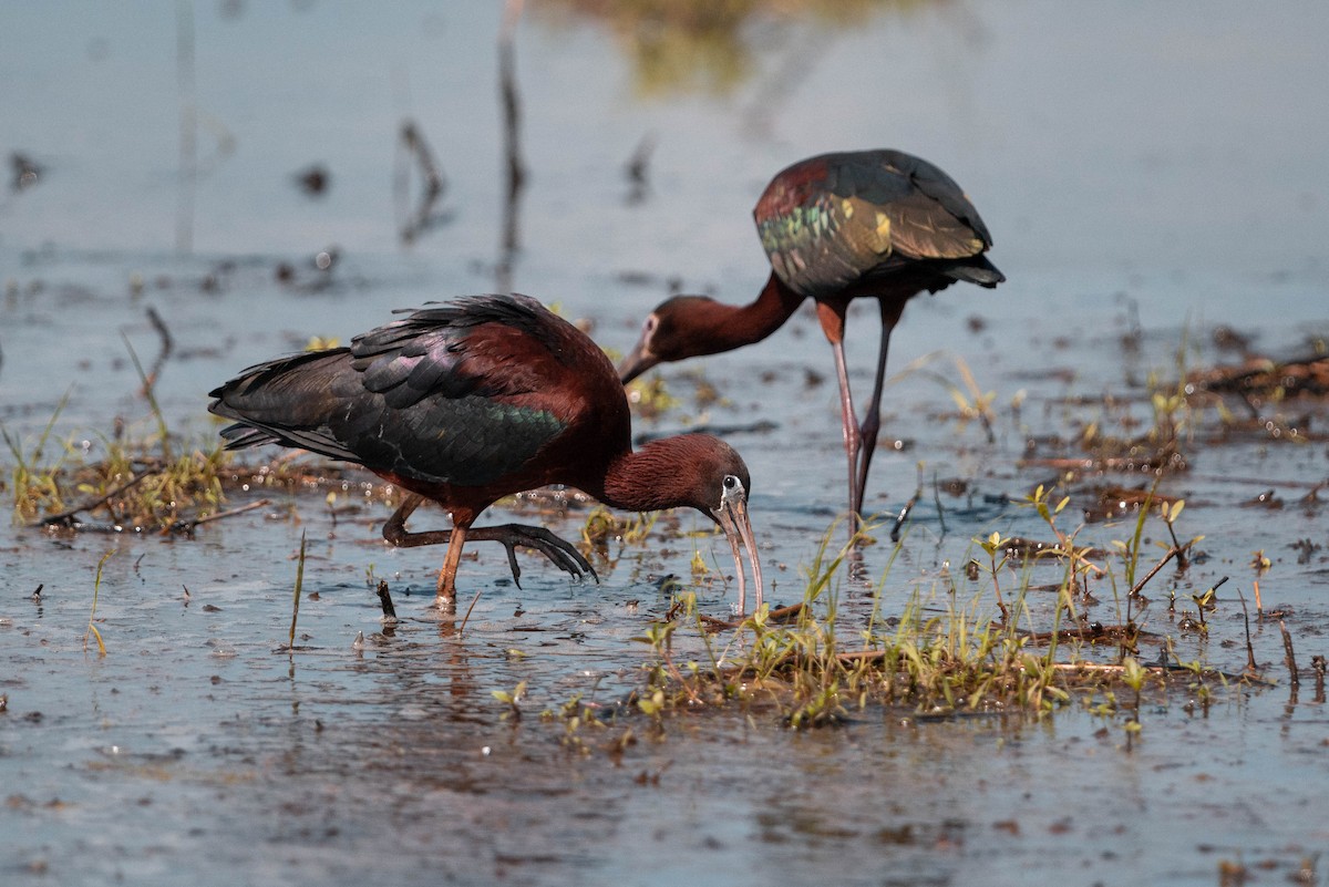 Glossy Ibis - ML619695224