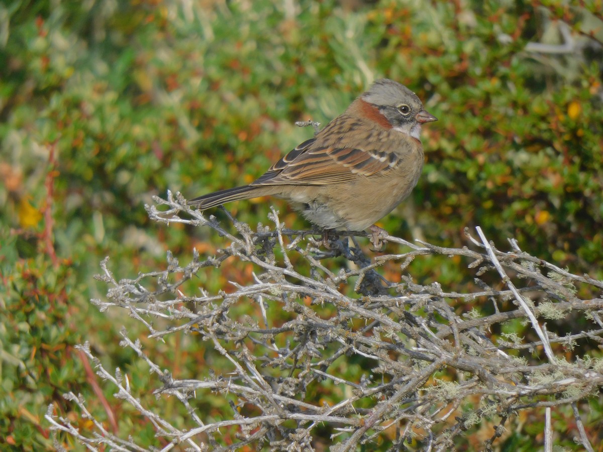 Rufous-collared Sparrow - ML619695235
