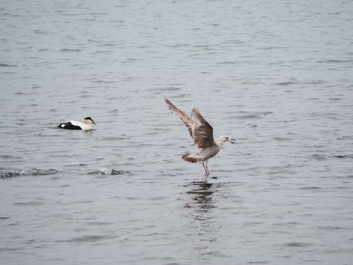 Herring Gull - ML619695241