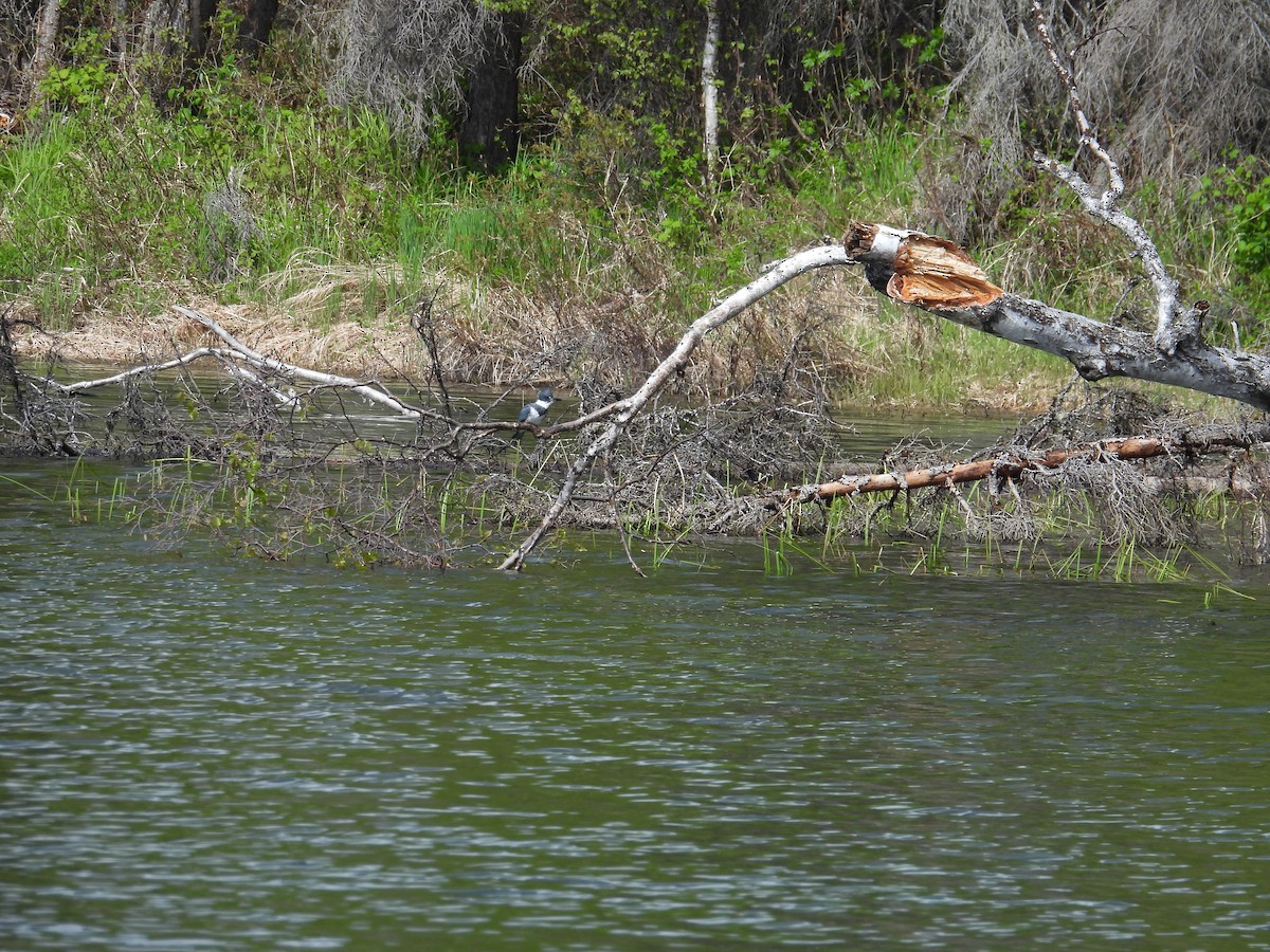 Belted Kingfisher - ML619695254