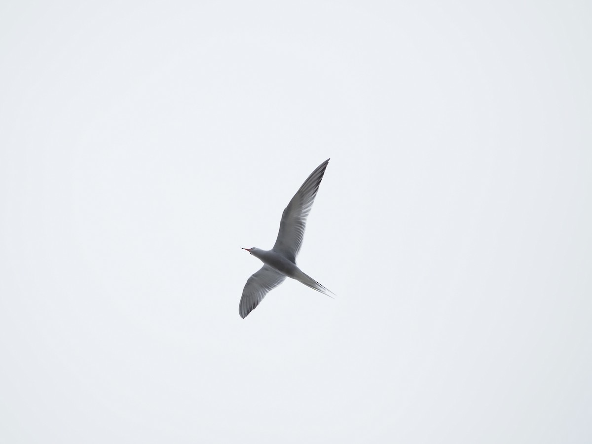 Common Tern - ML619695255