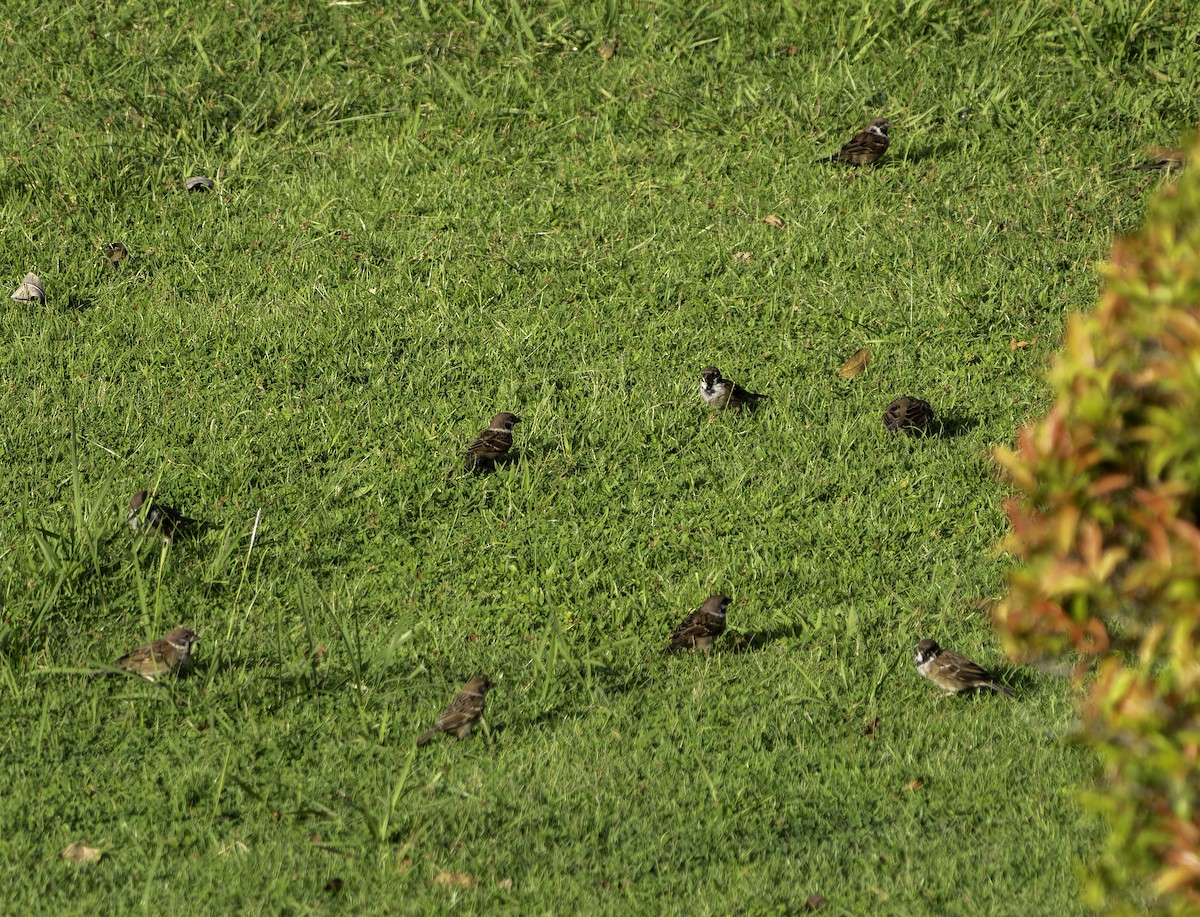 Eurasian Tree Sparrow - ML619695279