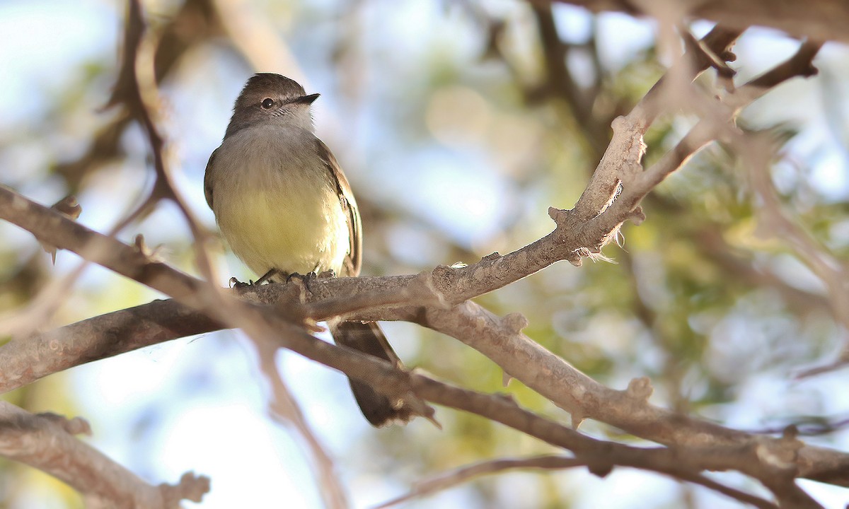 Northern Scrub-Flycatcher - ML619695305