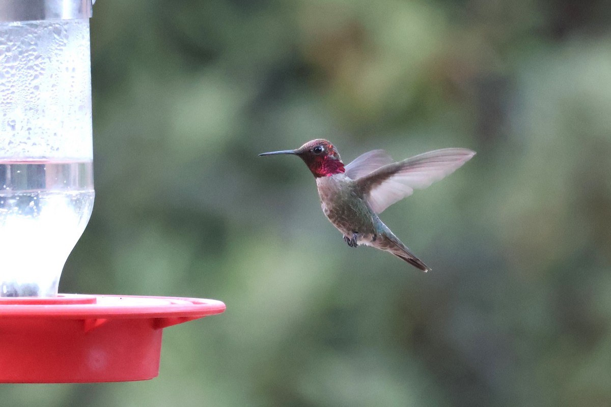 Anna's Hummingbird - ML619695331