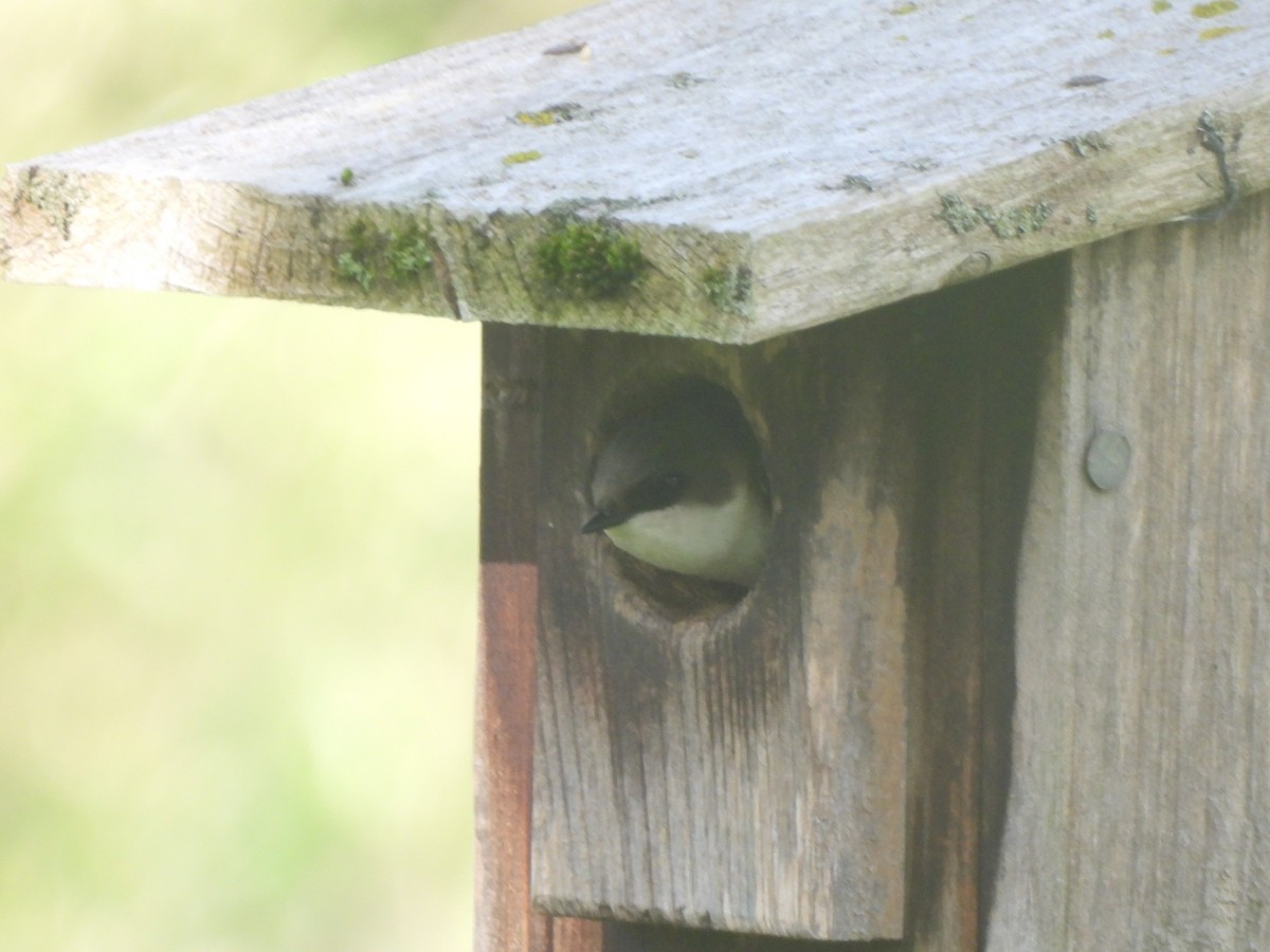 Golondrina Bicolor - ML619695345