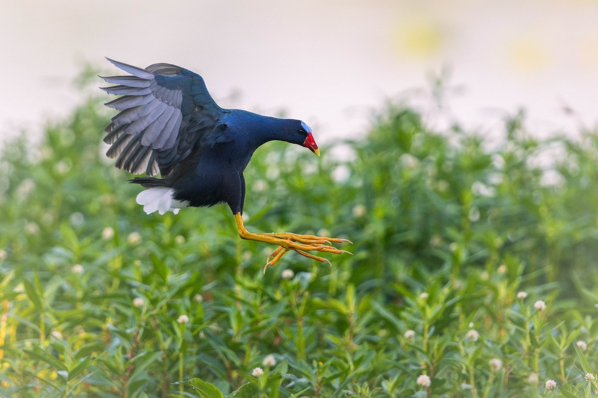 Purple Gallinule - ML619695359
